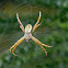 cross spider