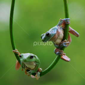 by Ajar Setiadi - Animals Amphibians