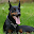 Doberman Pinschers Wallpapers Download on Windows