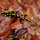 Fire salamander (Σαλαμάνδρα)