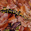 Fire salamander (Σαλαμάνδρα)