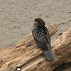 black cormorant,