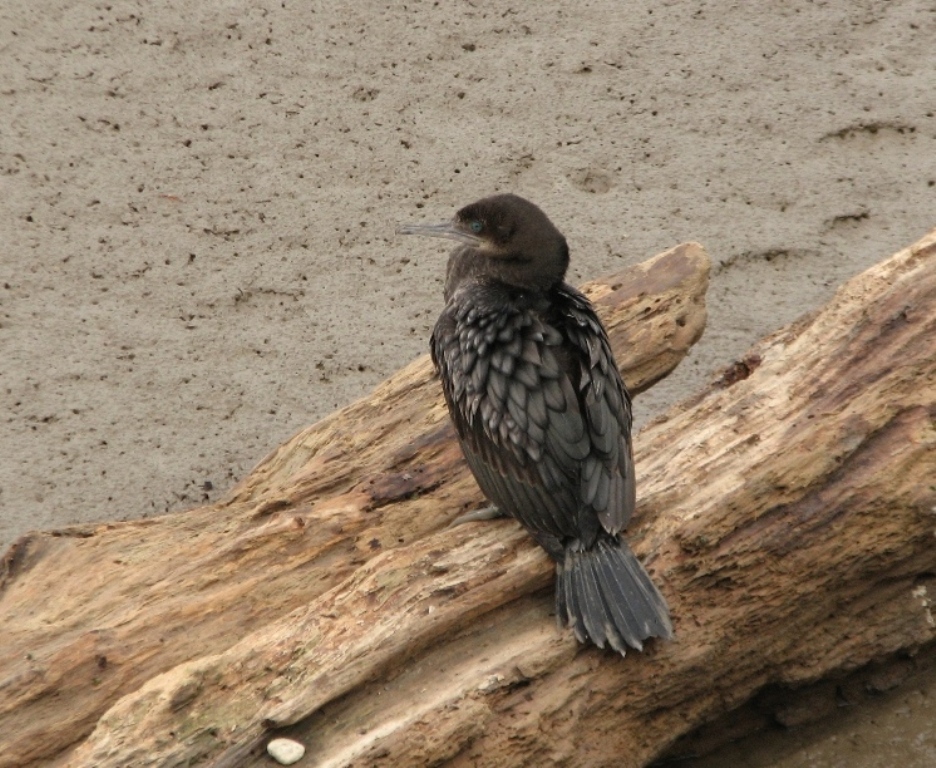 black cormorant,