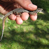 common wall lizard; lagartija roquera