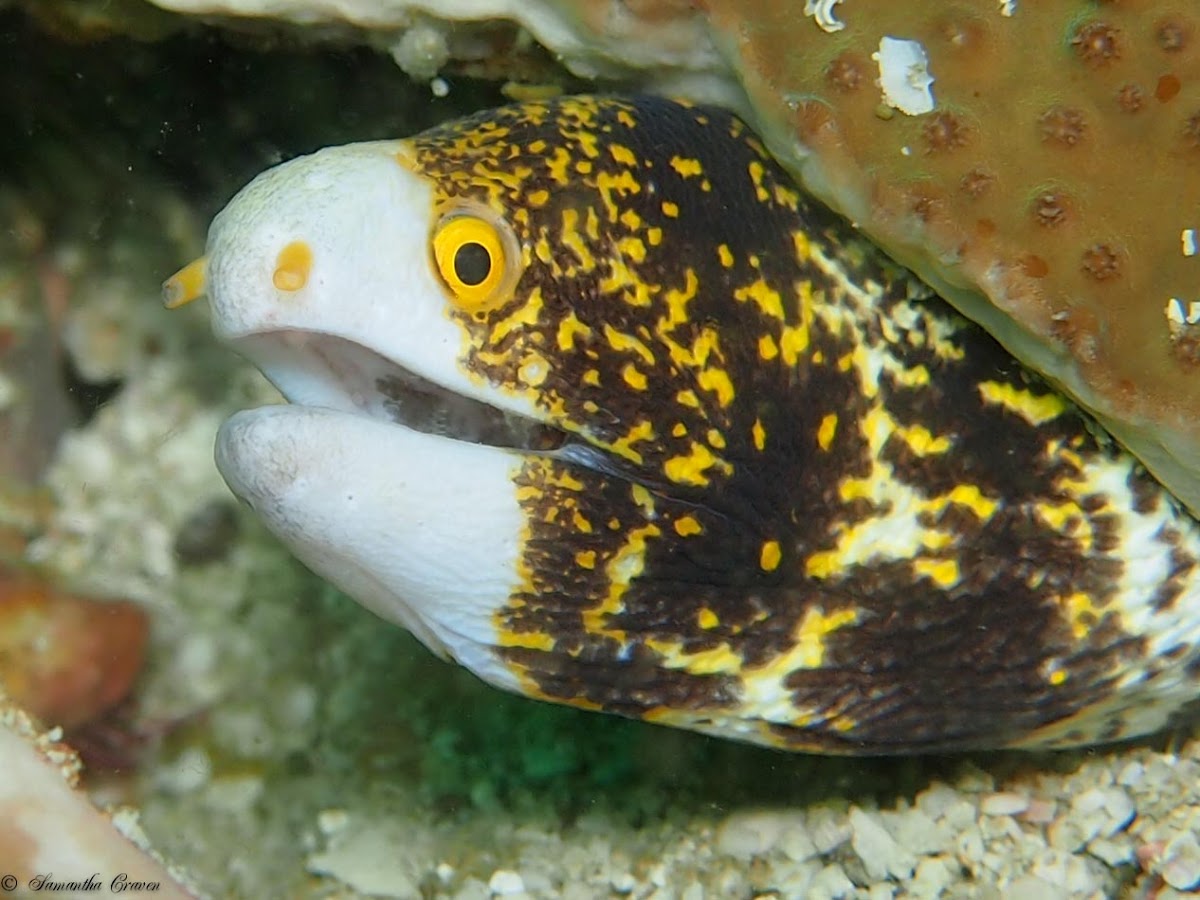 Clouded Moray