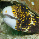 Clouded Moray