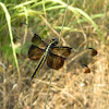 widow skimmer (female)