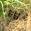widow skimmer (female)