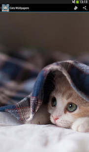 How to download Cats Wallpapers 1.3 unlimited apk for android