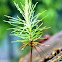 Caribbean Pine Tree