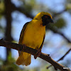 Southern masked weaver