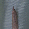 Palmerworm Moth, female