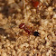 California Harvester Ant