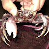 Unknown crab