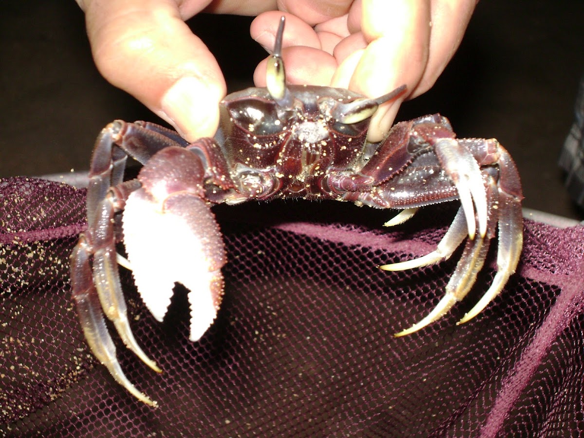 Unknown crab