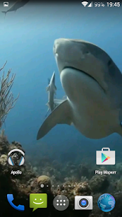 Sharks. Video Wallpaper(圖4)-速報App