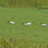 black-headed ibis or Oriental white ibis
