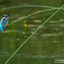 Eurasian Kingfisher