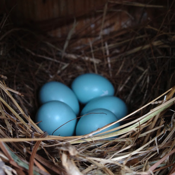 Eastern Bluebird eggs Project Noah