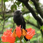 Anu preto/Smooth-billed Ani