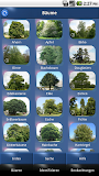 Baum Id Schweiz - Bäume der Schweiz
