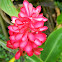 red ginger, pink cone ginger