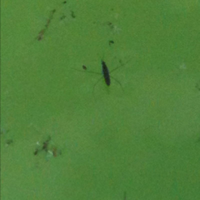 Water bug