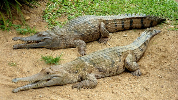 Australian freshwater crocodile | Project