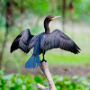 Neotropic Cormorant