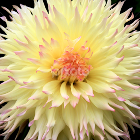 Exquisite  by Marsha Biller - Flowers Single Flower