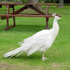 White Peacock