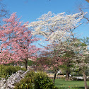 Dogwood(white) and a Cherry Blossom (pink)