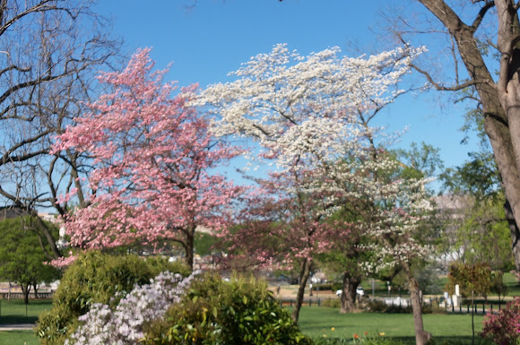 Dogwood(white) and a Cherry Blossom (pink) | Project Noah