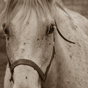 Horse Photo Free  Icon