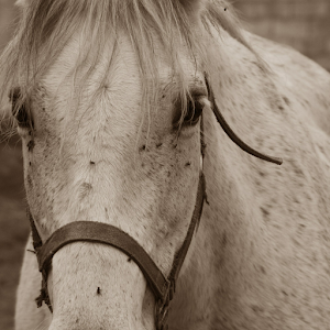 Horse Photo Free 1.0
