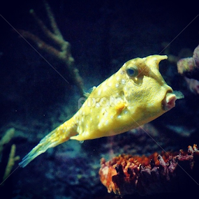 #nationalaquarium #Baltimore #dollardays by Brandi  Rhone  - Animals Fish