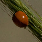 California Lady Beetle