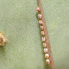 Cactus bug (eggs)