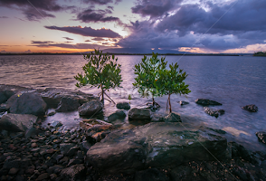 Dip Roots by Brianne Toma - Landscapes Waterscapes