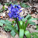 Spanish Bluebell, Wood Hyacinth