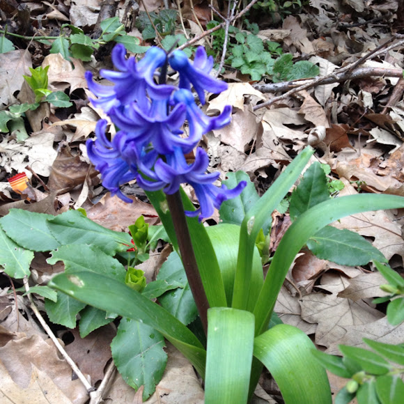 Spanish Bluebell, Wood Hyacinth Project Noah