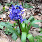 Spanish Bluebell, Wood Hyacinth
