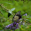 Eastern Tiger Swallowtail Butterfly