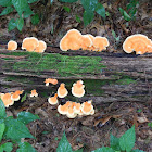 Chicken of the Woods?