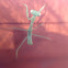 Praying mantis (young)