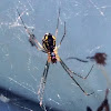 Argiope Spider