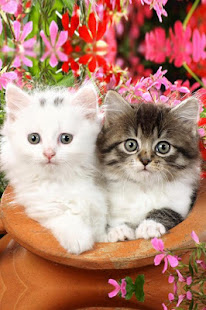 Cute Baby Animals Pictures(圖4)-速報App