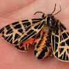 Ornate Tiger Moth