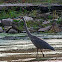 Great Blue Heron Mature