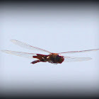 Red Saddlebag Dragonfly